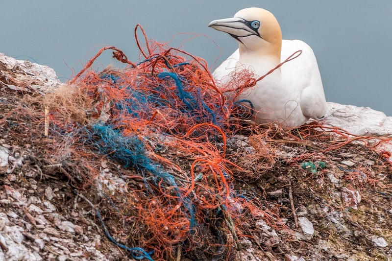 Environmental Activism